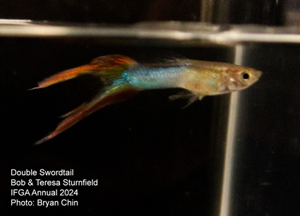 guppy swordtail double